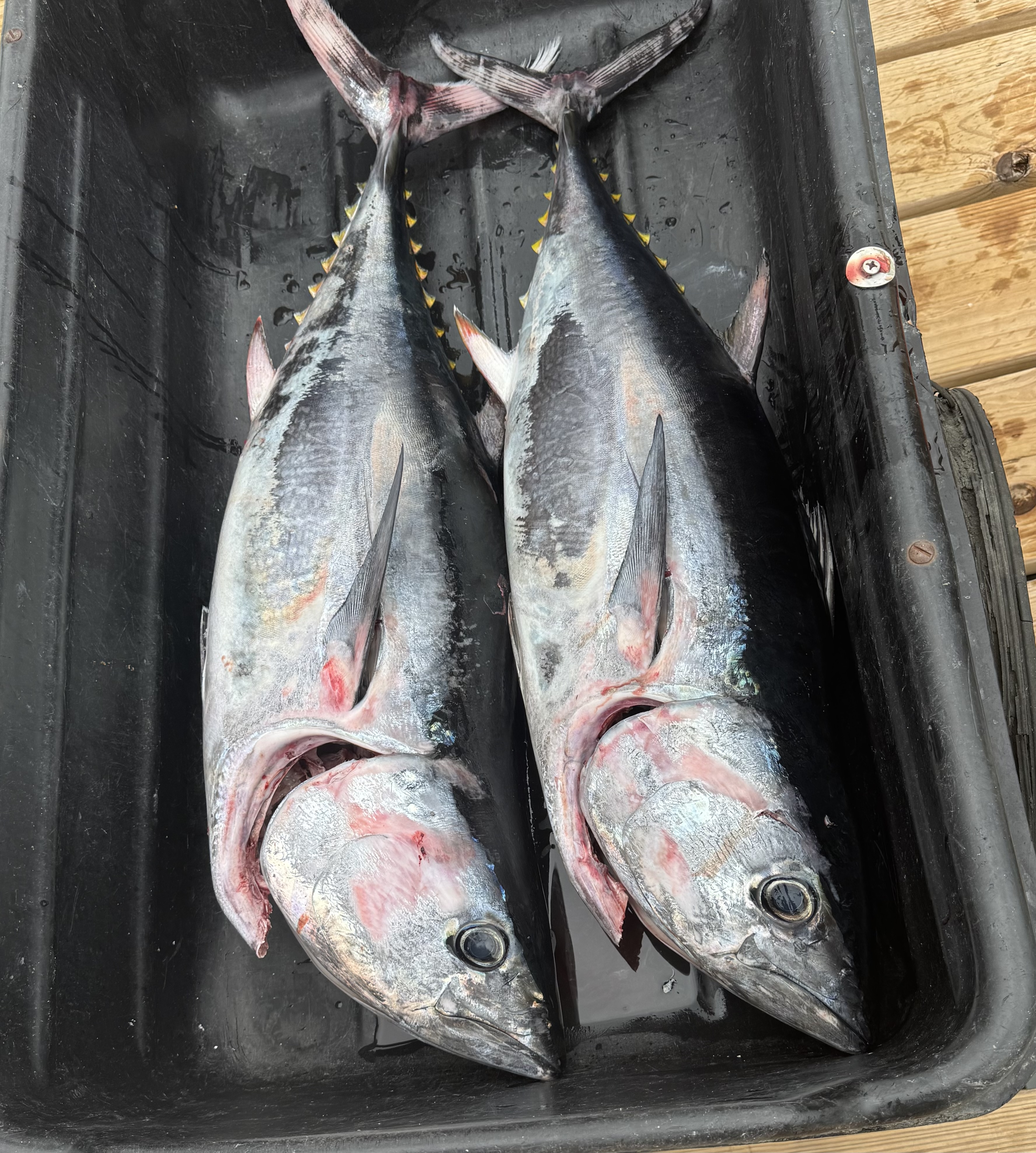 Tuesday Tuna/Fluke Fishtacular